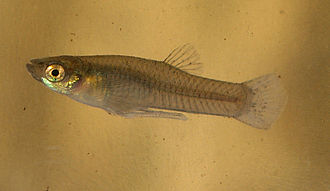 Gambusia affinis male.jpg